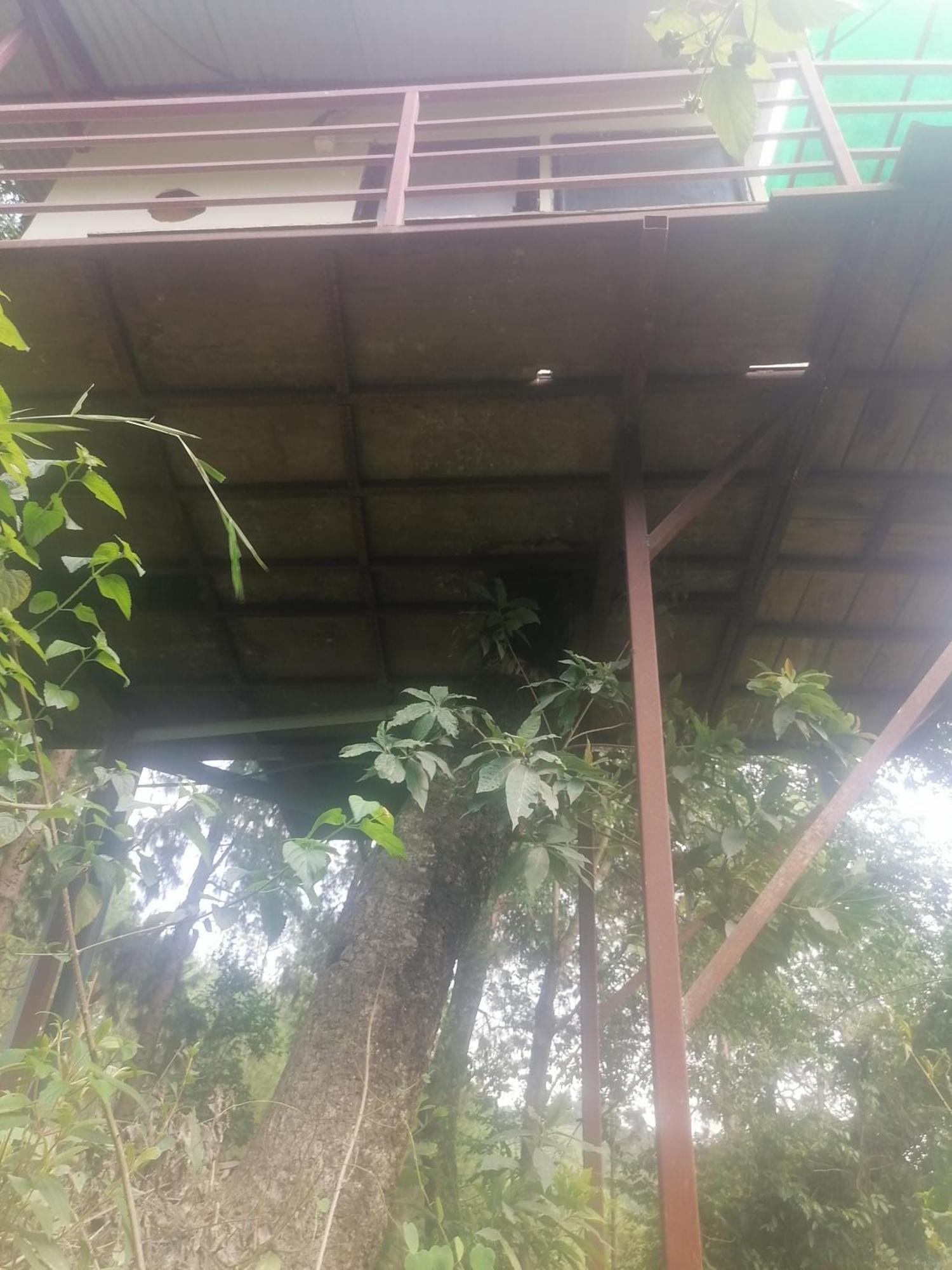 Jungle Crown Organic Homestay Nagarkot Bilik gambar